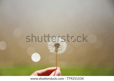 Dandelion
On the lake With the background blurred