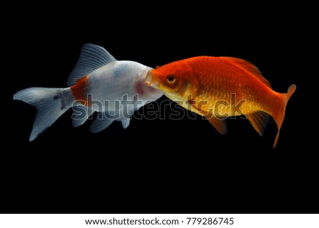 
goldfish black rear