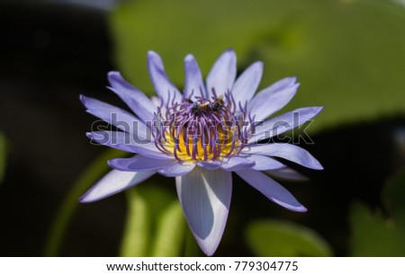 Beautiful purple lotus and bees on pollen lotus in the garden