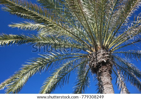 Palm Tree in Tunisia