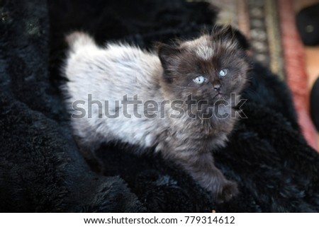 cute fuzzy kitten