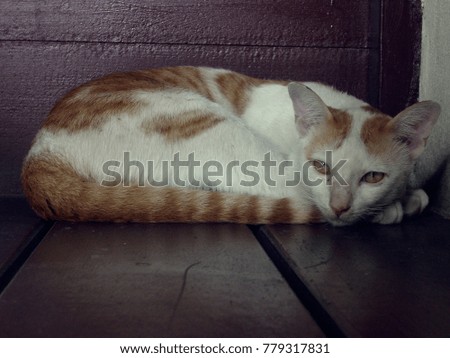 Kitten lying on the floor under the chair. 