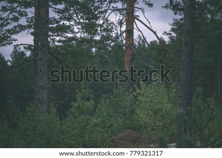 tree trunk textures in natural environment. natural environmental detail view in latvia - vintage film look