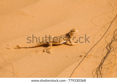 exotic reptile in desert