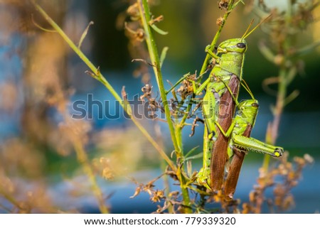 Small and Big Mating Grasshoppers 