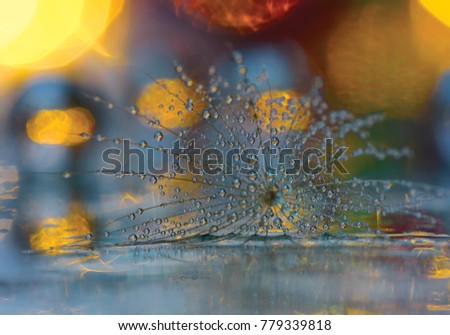 Beautiful boke and water drops on Dandelion Seed with Selective Focus
