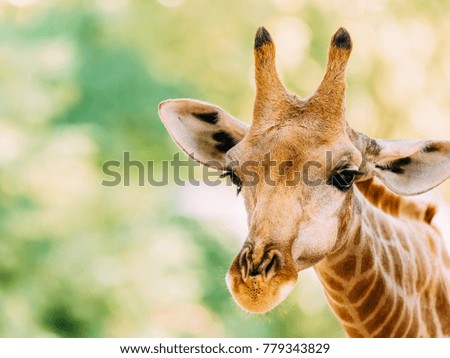 Wild African Giraffe Portrait