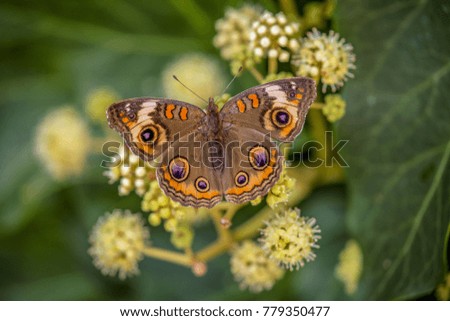 butterfly in flower garden Royalty-Free Stock Photo #779350477