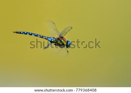 Closeup photo of dragonfly 
with transparent wings, neutral colorful background. Anax imperator. Royalty-Free Stock Photo #779368408