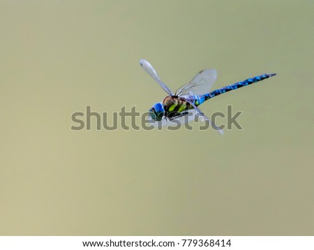 Closeup photo of dragonfly 
with transparent wings, neutral colorful background. Anax imperator.