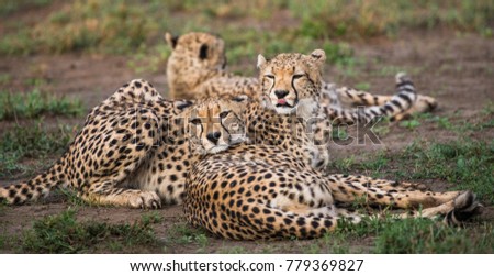 Three adult cheetahs in the Serengeti National Park. Africa. Tanzania. Serengeti National Park.