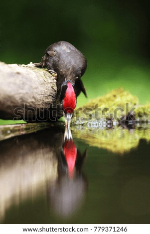 The black woodpecker (Dryocopus martius) portrait, Black woodpecker drinking from the water hole.