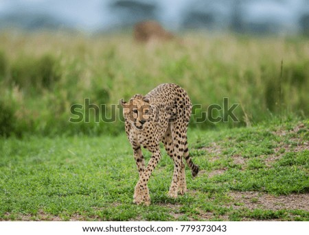 Cheetah in the savanna. Kenya. Tanzania. Africa. National Park. Serengeti. Maasai Mara. 
