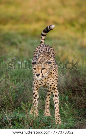 Cheetah in the savanna. Kenya. Tanzania. Africa. National Park. Serengeti. Maasai Mara. 