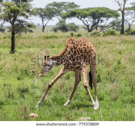 Giraffe drinks water at the watering hole. Africa. Tanzania. Serengeti National Park.