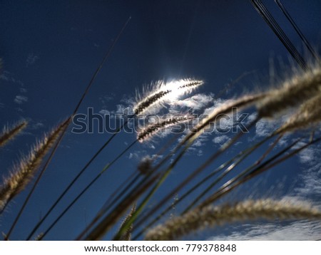 Grasses are blossoming .The hairs of the grass flow beautifully the sun and sky background