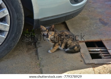 Homeless kitten on the street