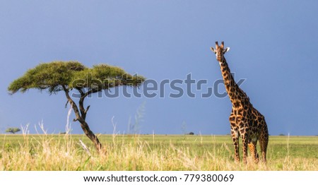 The giraffe stands in the savannah. A classic picture. Africa. Tanzania. Serengeti National Park.
