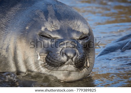 sleeping young Atlantic fur seal