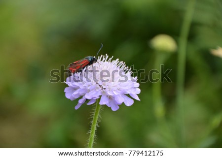 Worm on the purple flower