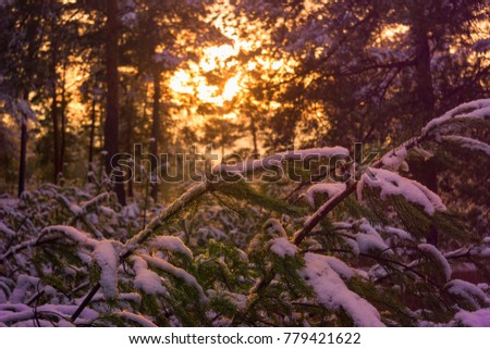 Sunset in the winter forest with snow-covered branches of pine foreground