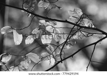 Leaves in autumn black and white