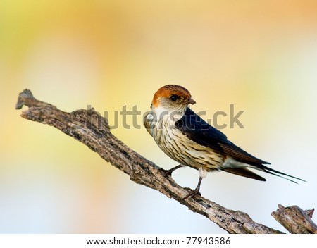 Greater Striped swallow