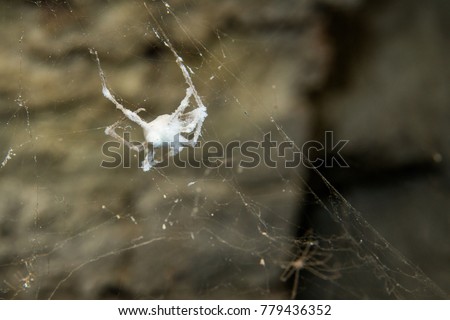 mummified spider in cave