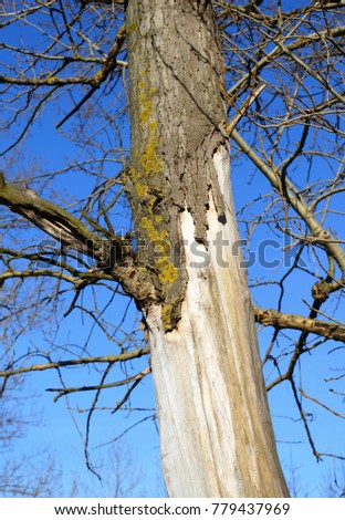 Poplar tree without leaves on blue sky background.