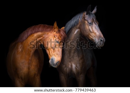 Two horse close up isolated on black background Royalty-Free Stock Photo #779439463