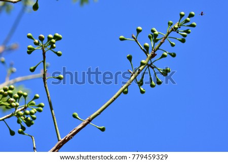 Kapok "(or) White silk cotton tree (Ceiba pentandra) : A colorful floral on high tree that dissolve leaves. Showing round green buds, at tip of long branch. soaring to the blue sky. natural sunlight.