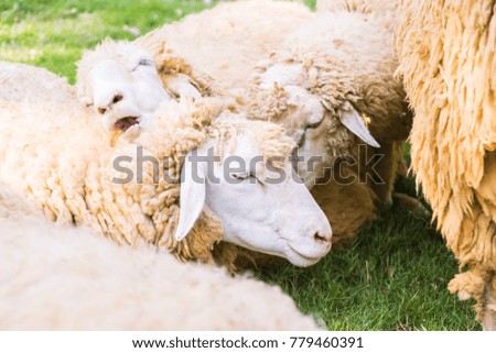 Sheep on green grass in farm