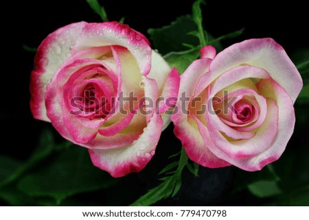 A close up of a Rose flowers