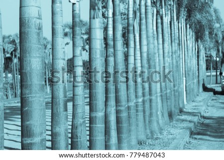 The trunk of the tree is a beautiful ornamental plant planted in a beautiful row.