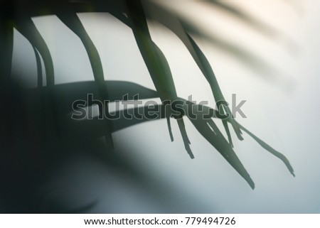 Blurred, grey, green, subtle and closeup, palm fronds moving in the breeze.