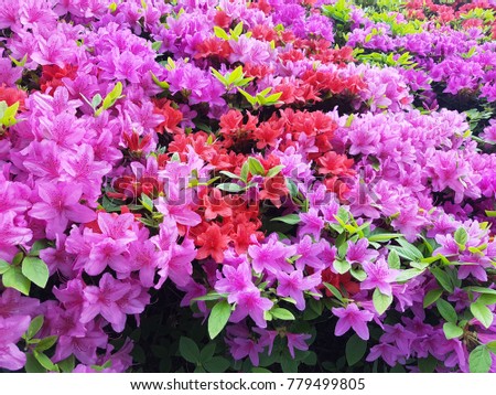 Bunch of pink or red colorful flowers 