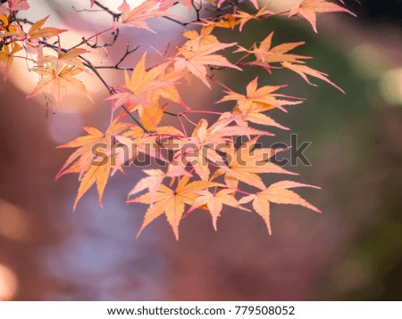 soft focus of red maple leaves on blur red leaves in the autumn background