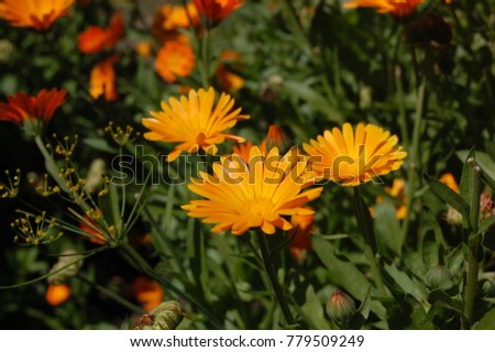 Calendula. Orange flowers of marigolds in the greenery of summer garden. Bright and colourful picture.