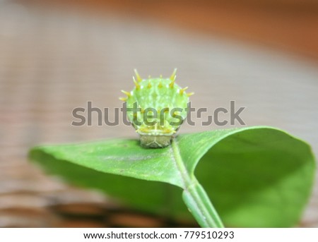 A close-up photograph of the front view of an Orchid Swallowtail Caterpillar in Brisbane, Australia. 
