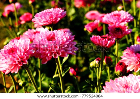 bouquet of beautiful chrysanthemum flowers outdoors chrysanthemums in the garden