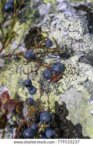 Blueberry whortleberry blaeberry huckleberry hurtleberry in Urals mountains