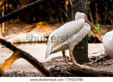 Spot-billed pelican Stand on timber