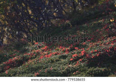 Red wild plants in highland mountain