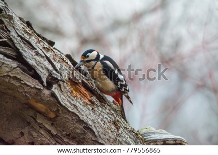 Wildlife photo, Woodpecker on old wood, Slovakia forest, Europe