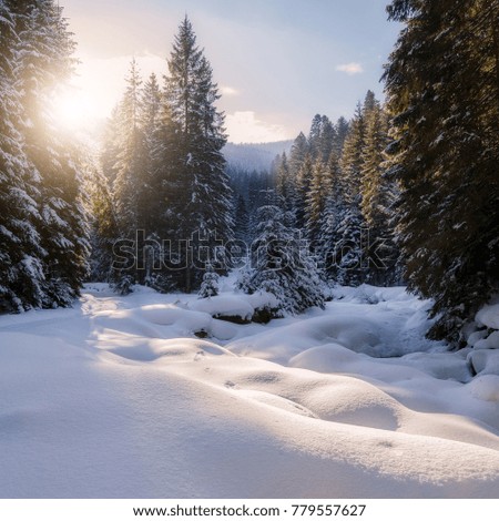 Fantastic winter forest landscape. Icy snowy fir trees glowin in sunlight. winter holiday concept. travel happy day. wonderland in winter. background in postcard. creative artistic image.