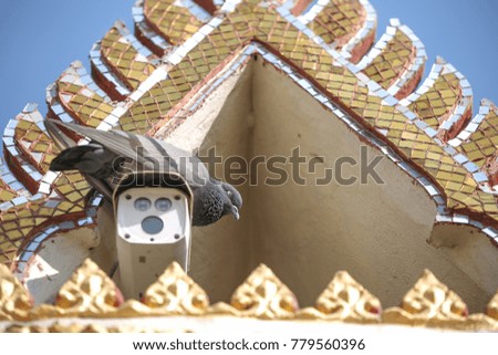 bird on cctv in thai temple