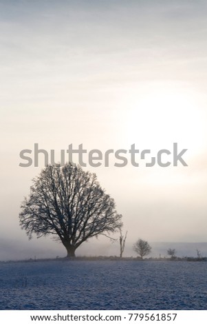 single large tree standing on a field with snow and the sun rising behind in fog