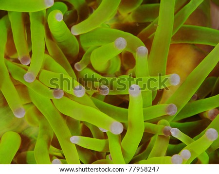 Sea anemone close