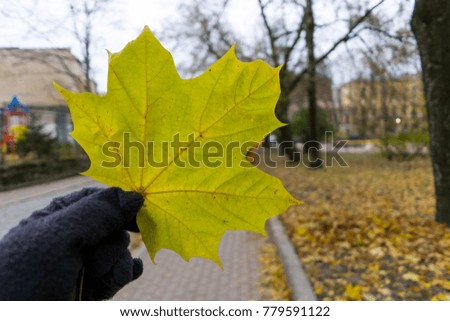 A beautiful maple leaf on hand with blurred background. Colorful autumn in Russia. Europe.