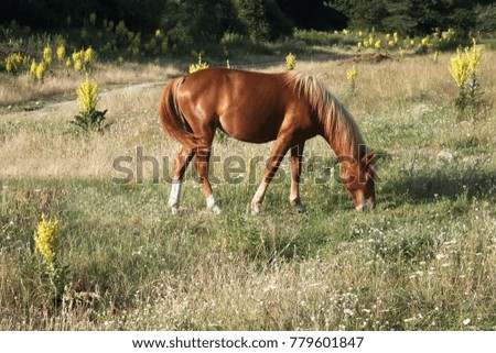 A beautiful young foal in the field